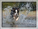 Border collie, Woda